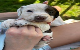 Cocker Spaniel dogs for sale: Beautiful kc registered cockerspaniel puppies  - Image 17