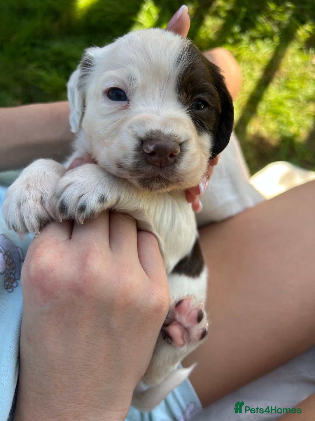 Cocker Spaniel dogs for sale: Beautiful kc registered cockerspaniel puppies  - Image 17