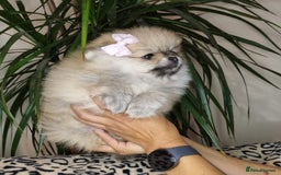 Pomeranian dogs for sale: CHAMPION BLOODLINE 3 female 1 male - Image 6