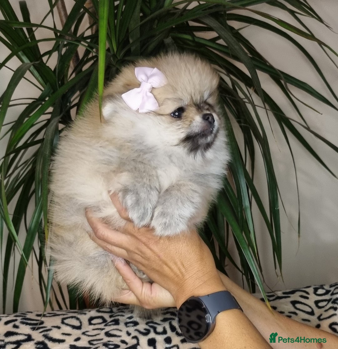 Pomeranian dogs for sale: CHAMPION BLOODLINE 3 female 1 male - Image 6