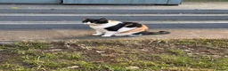 Domestic Shorthair cats for sale: Domestic Shorthair Cat looking for forever home in Birmingham - Advert 6