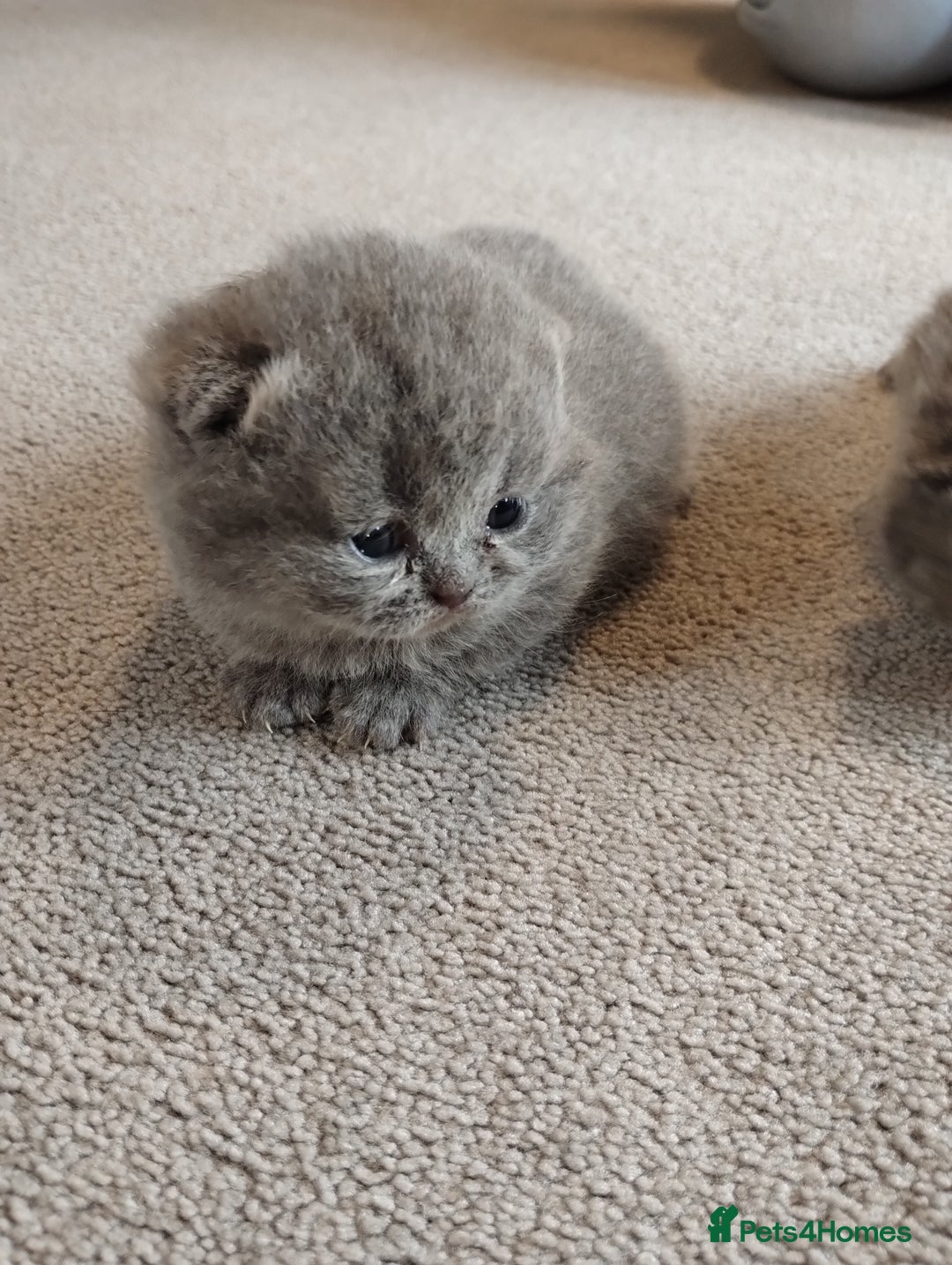 British Shorthair cats for sale: British shorthair kittens  - Image 2