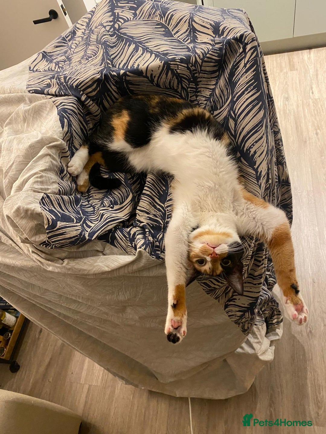 Mixed Breed cats for adoption: [Indoors Only] Mishu - Charming loving girl - Advert 2