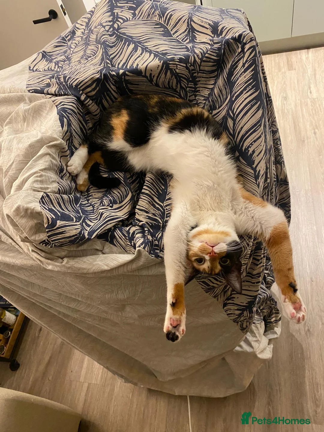 Mixed Breed cats for adoption: [Indoors Only] Mishu - Charming loving girl in Ferndale - Advert 2