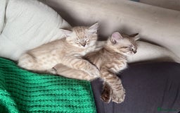 Ragdoll cats for sale: 6 Beautiful Ragdoll x Bengal kittens - Image 11
