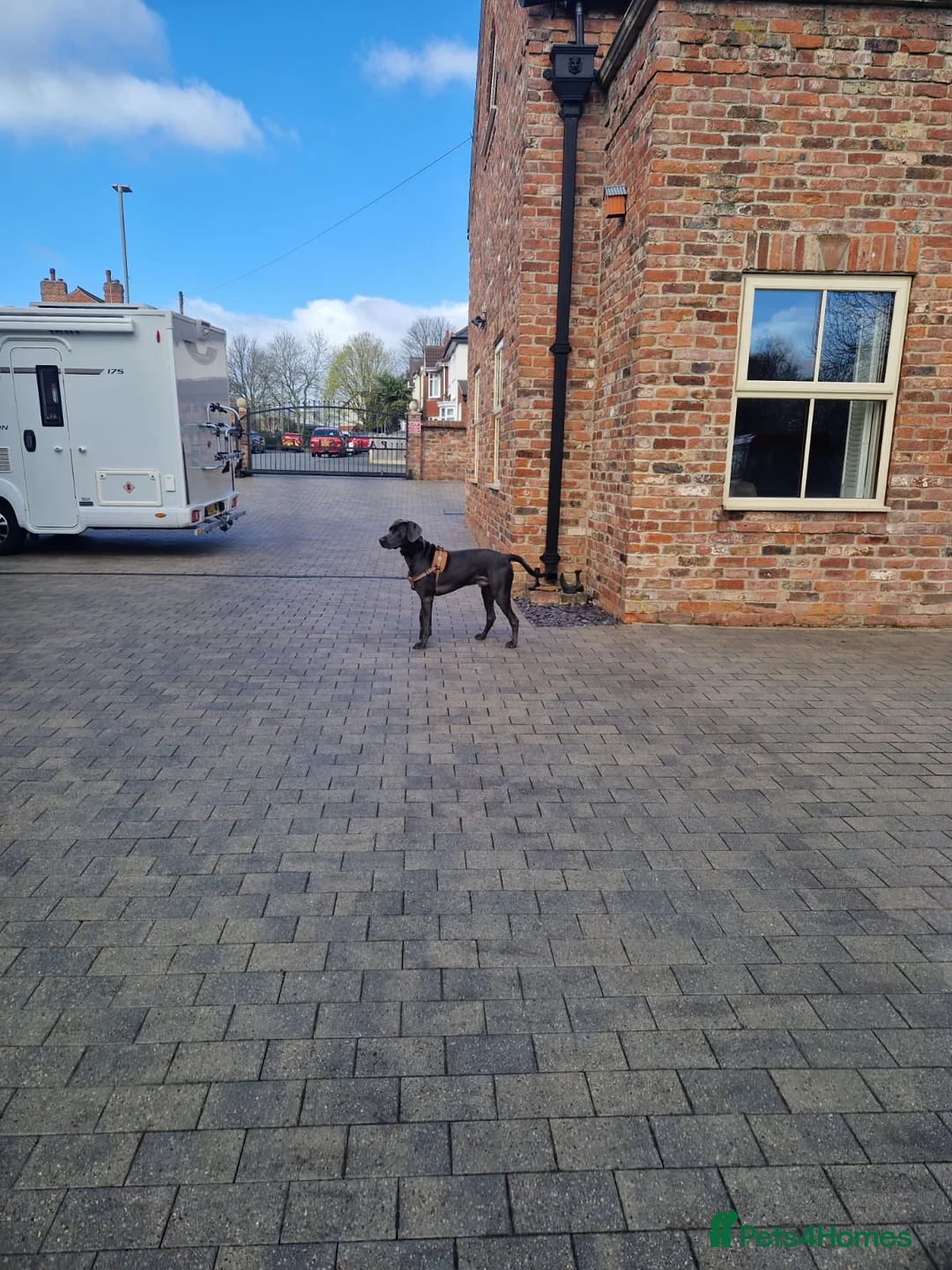 Weimaraner dogs for stud: GUNNER FOR STUD - Advert 4