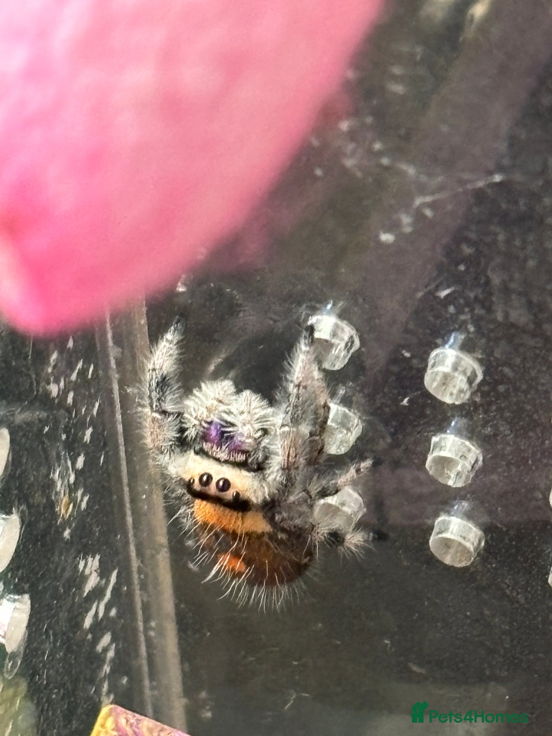 Gallery Image {{count}}