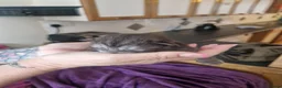 Mixed Breed cats for sale: Rsgdoll/chincillia in Sleaford - Advert 2