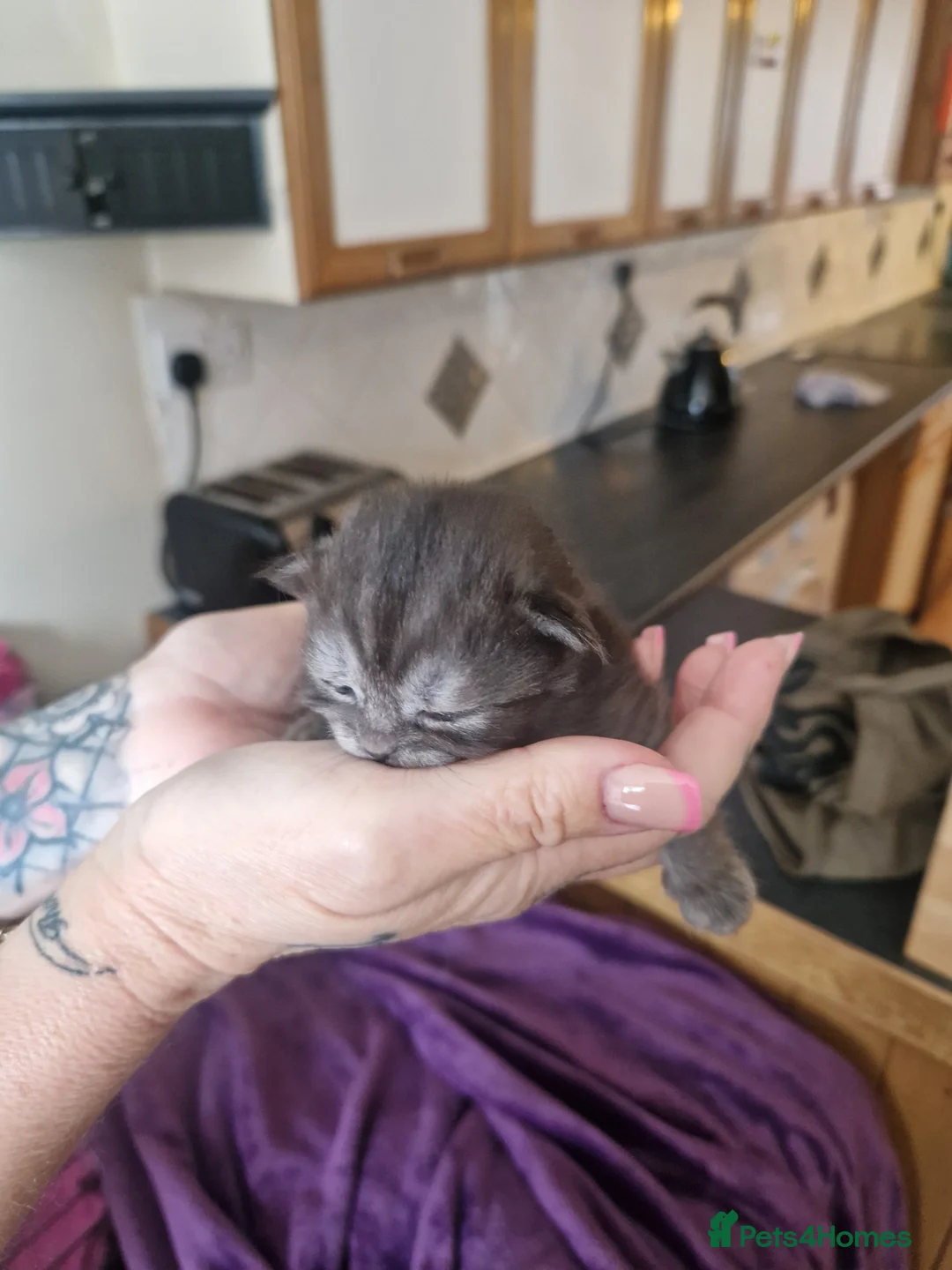 Mixed Breed cats for sale: Rsgdoll/chincillia in Sleaford - Advert 2