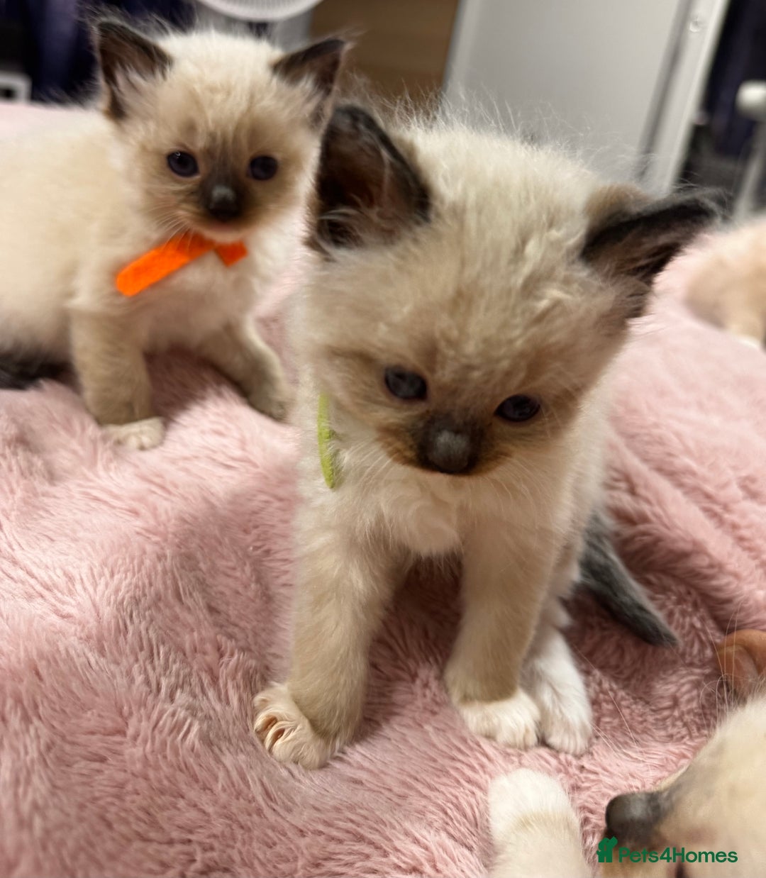 Ragdoll cats for sale: Purebred Ragdoll Kittens (TICA REG PARENTS) - Image 8