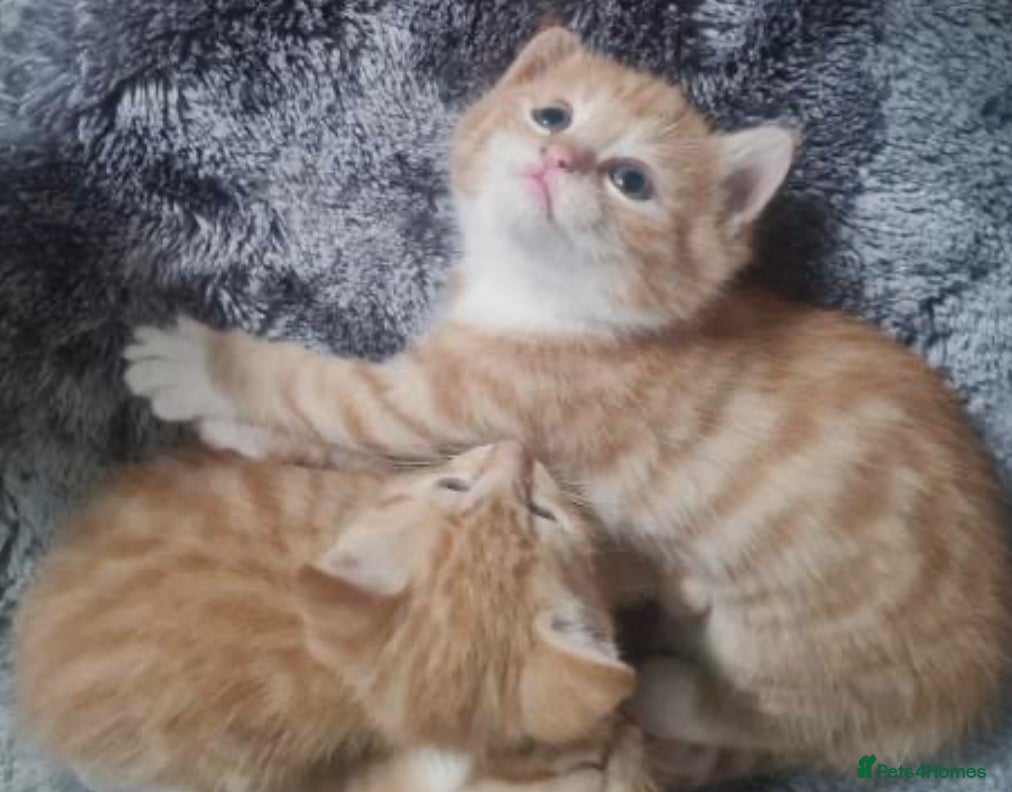 Mixed Breed cats Gorgeous Kittens two left  - Advert 2