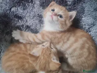 Mixed Breed cats Gorgeous Kittens two left - Advert 2
