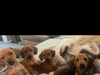 Dachshund dogs Red shaded dachshund puppies - Advert 4