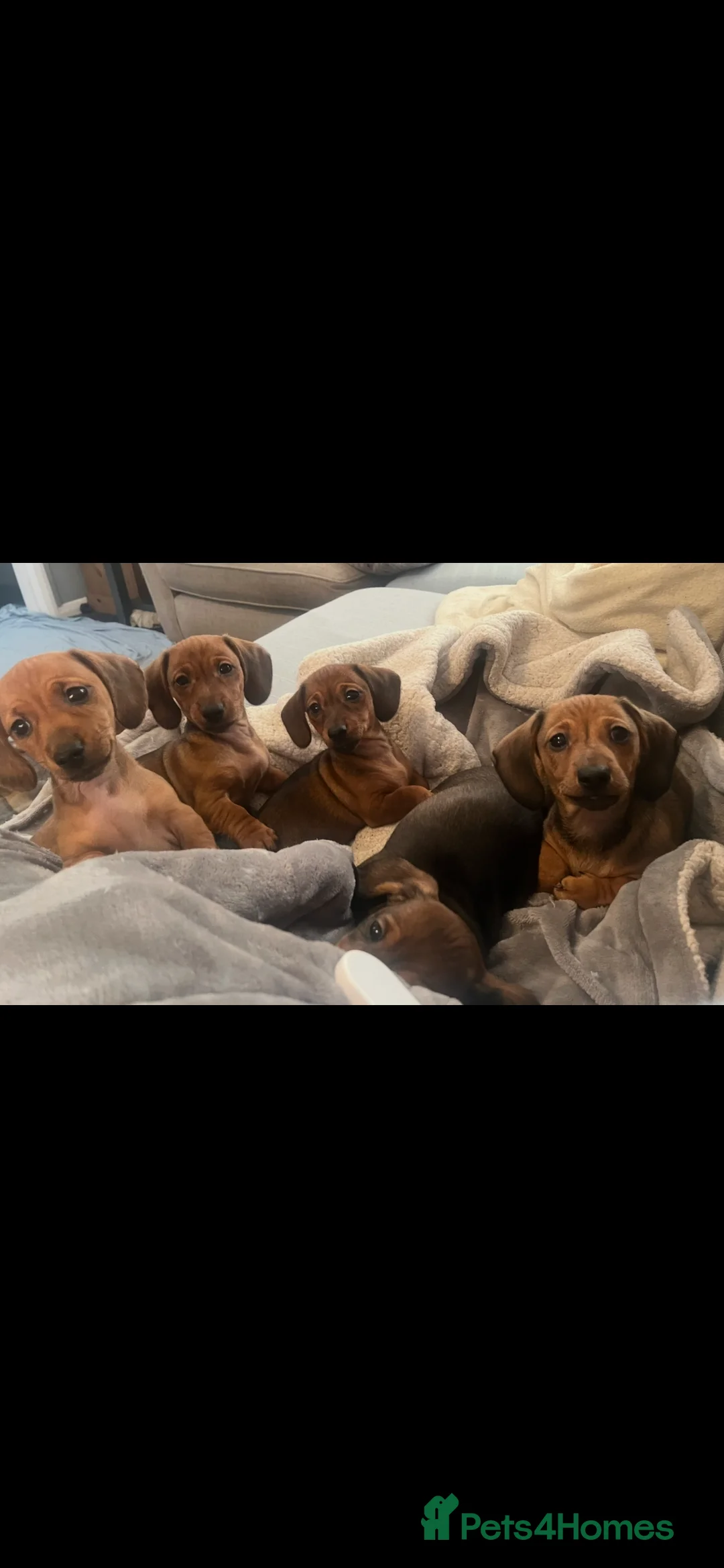 Dachshund dogs for sale: Red dachshund puppies  - Advert 4
