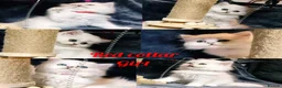 British Longhair cats for sale: Black silver shaded kitten - Advert 5