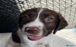 English Springer Spaniel dogs for sale: Beautiful English springer spaniel puppies - Image 11