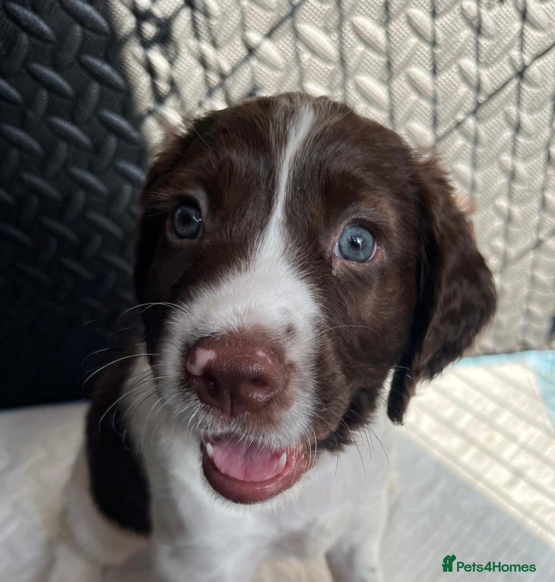 English Springer Spaniel dogs for sale: Beautiful English springer spaniel puppies - Image 11