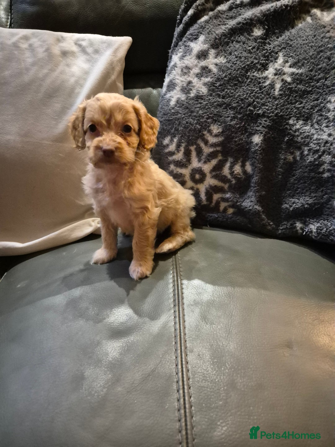 Cockapoo dogs for sale: F1 cockapoo's - ready next week  - Advert 8