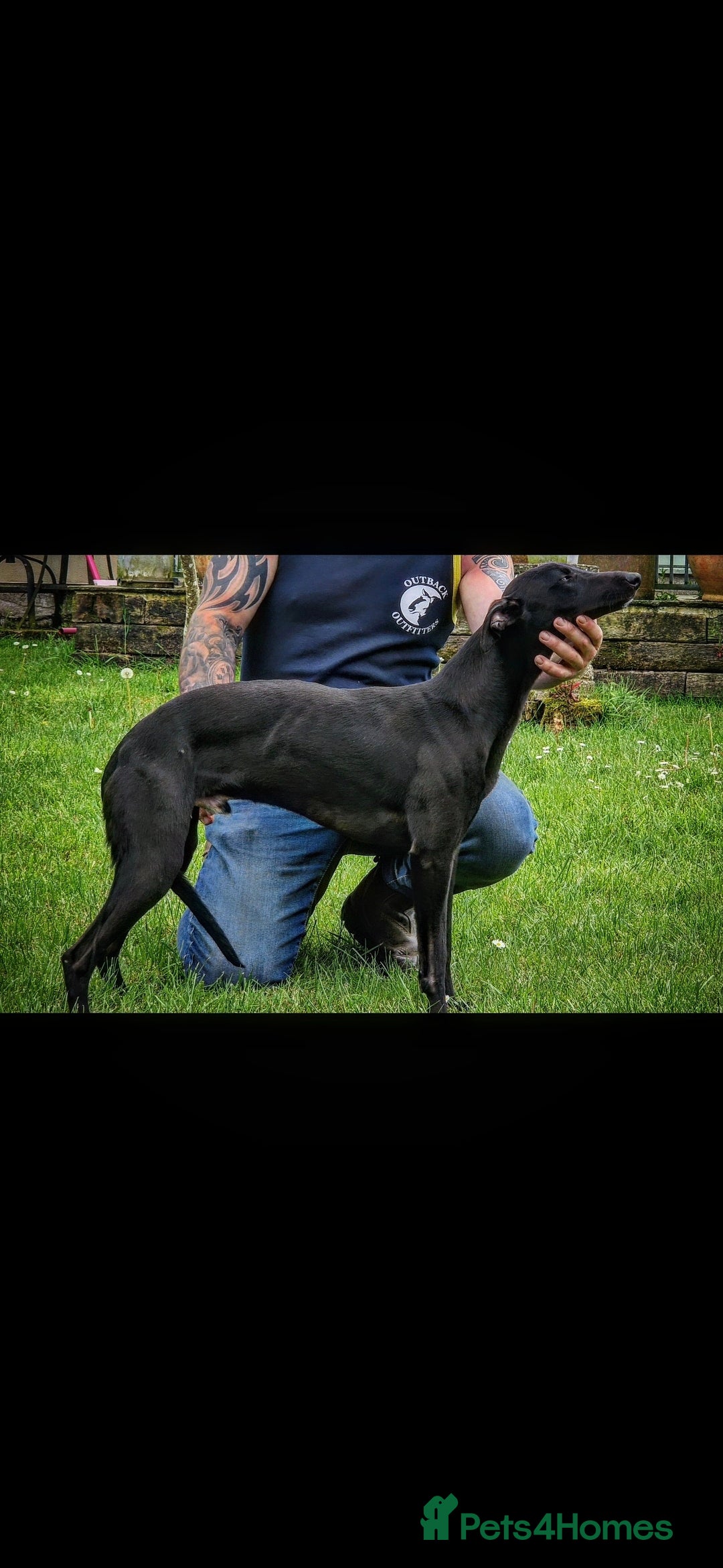 Whippet dogs for stud: Kc whippet stud - Advert 6