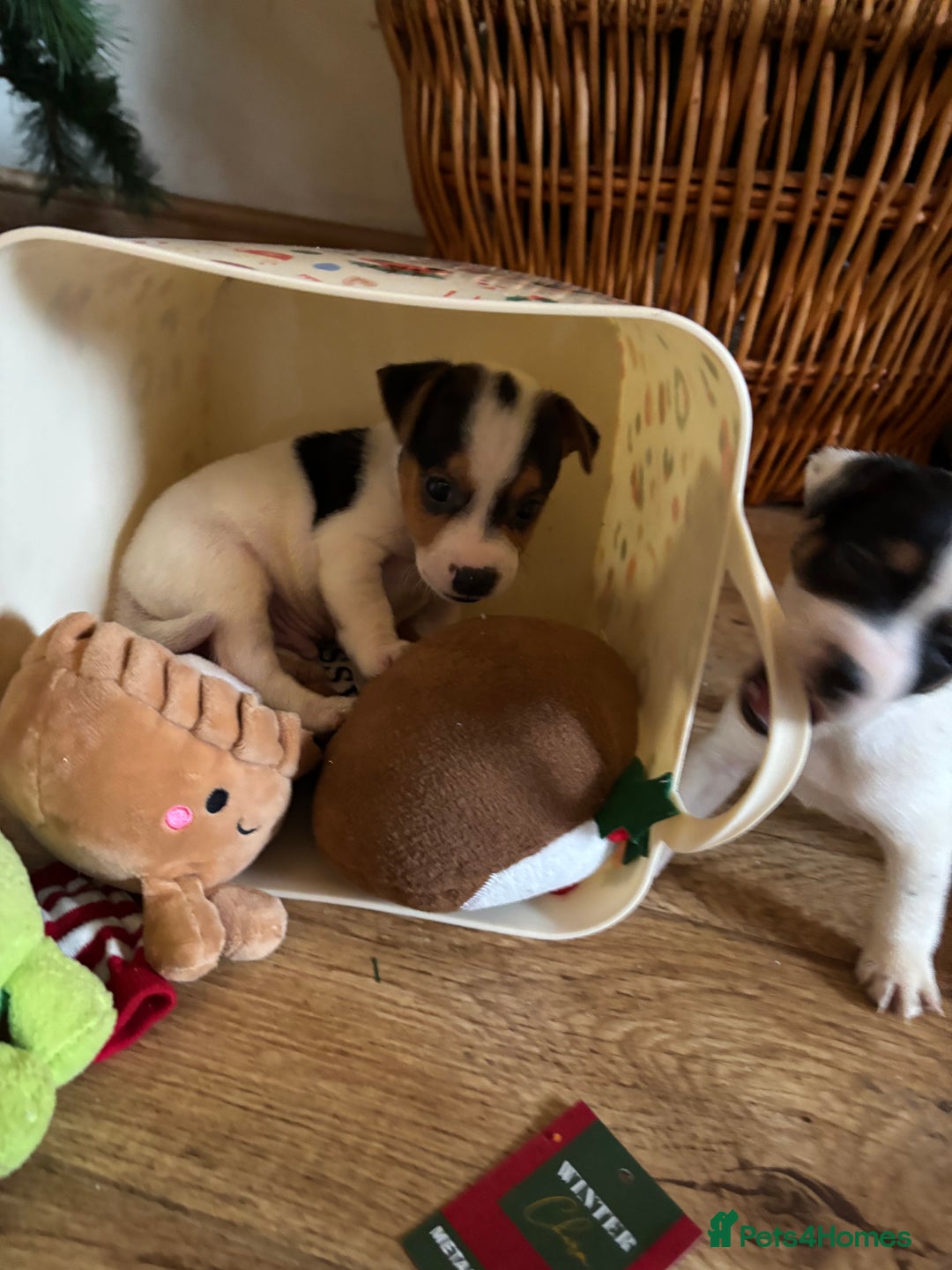 Parson Russell dogs for sale: Gorgeous Parson x Jack Russell’s  - Advert 10