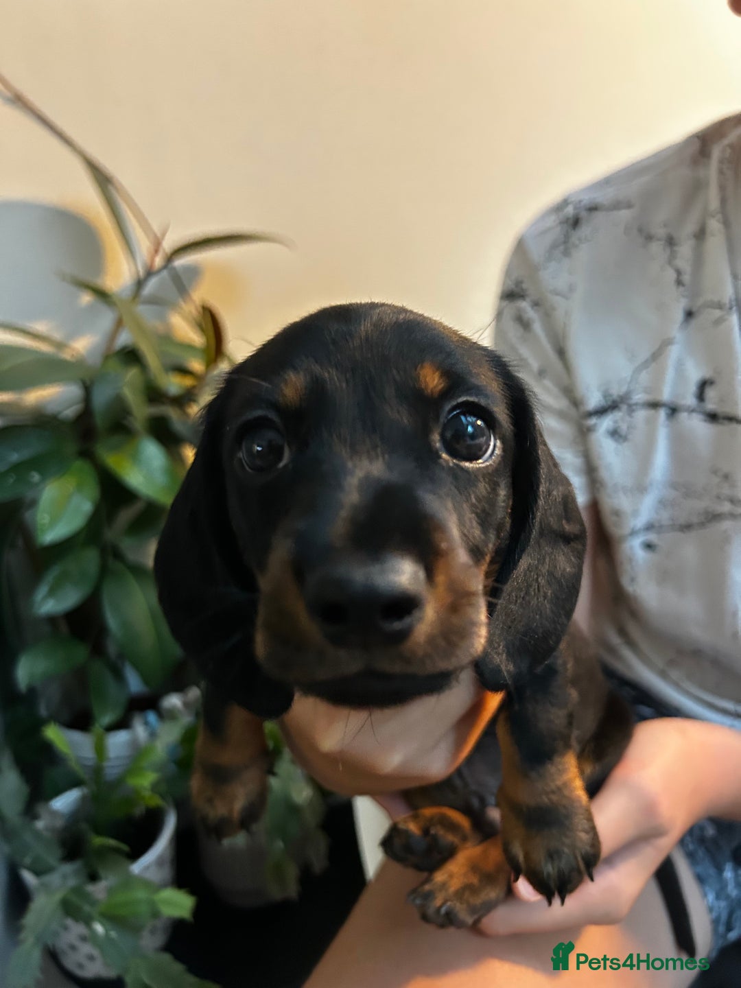 Miniature Dachshund dogs for sale: Lovely black and tan miniature dachshund pups - Image 3