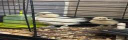 Chickens poultry for sale: Silkie chicks in Dereham - Advert 2