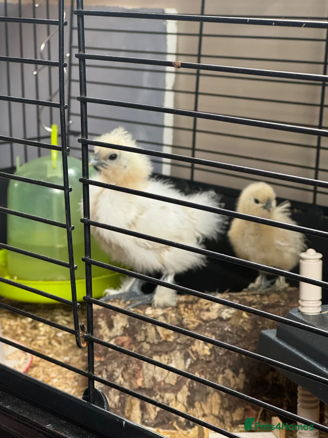 Chickens poultry for sale: Silkie chicks in Dereham - Advert 2