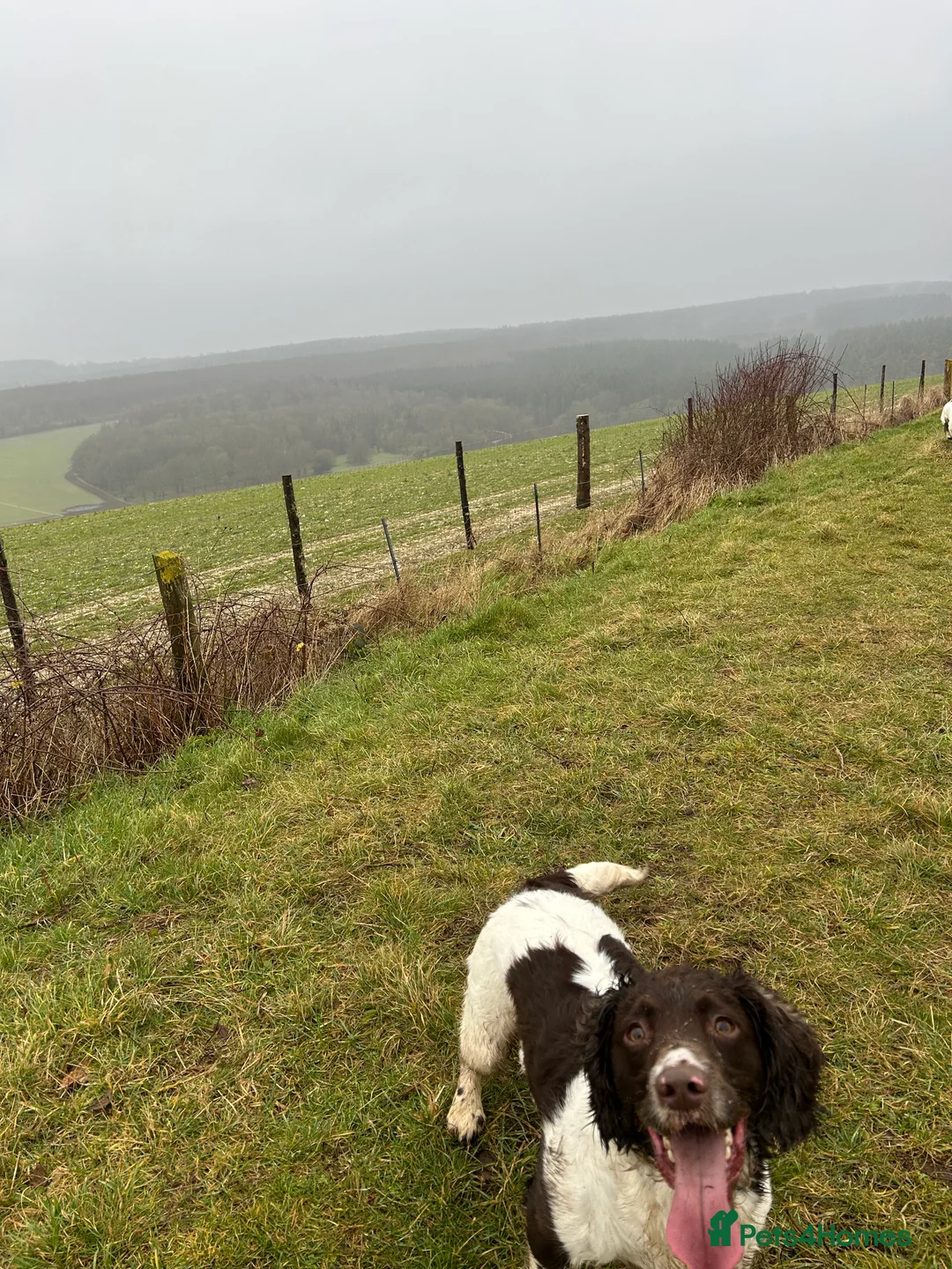 English Springer Spaniel dogs for stud: Hugo  - Advert 1