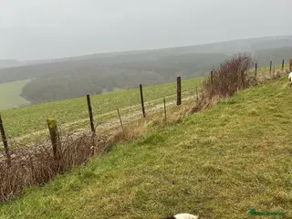 English Springer Spaniel dogs Hugo - Advert 5