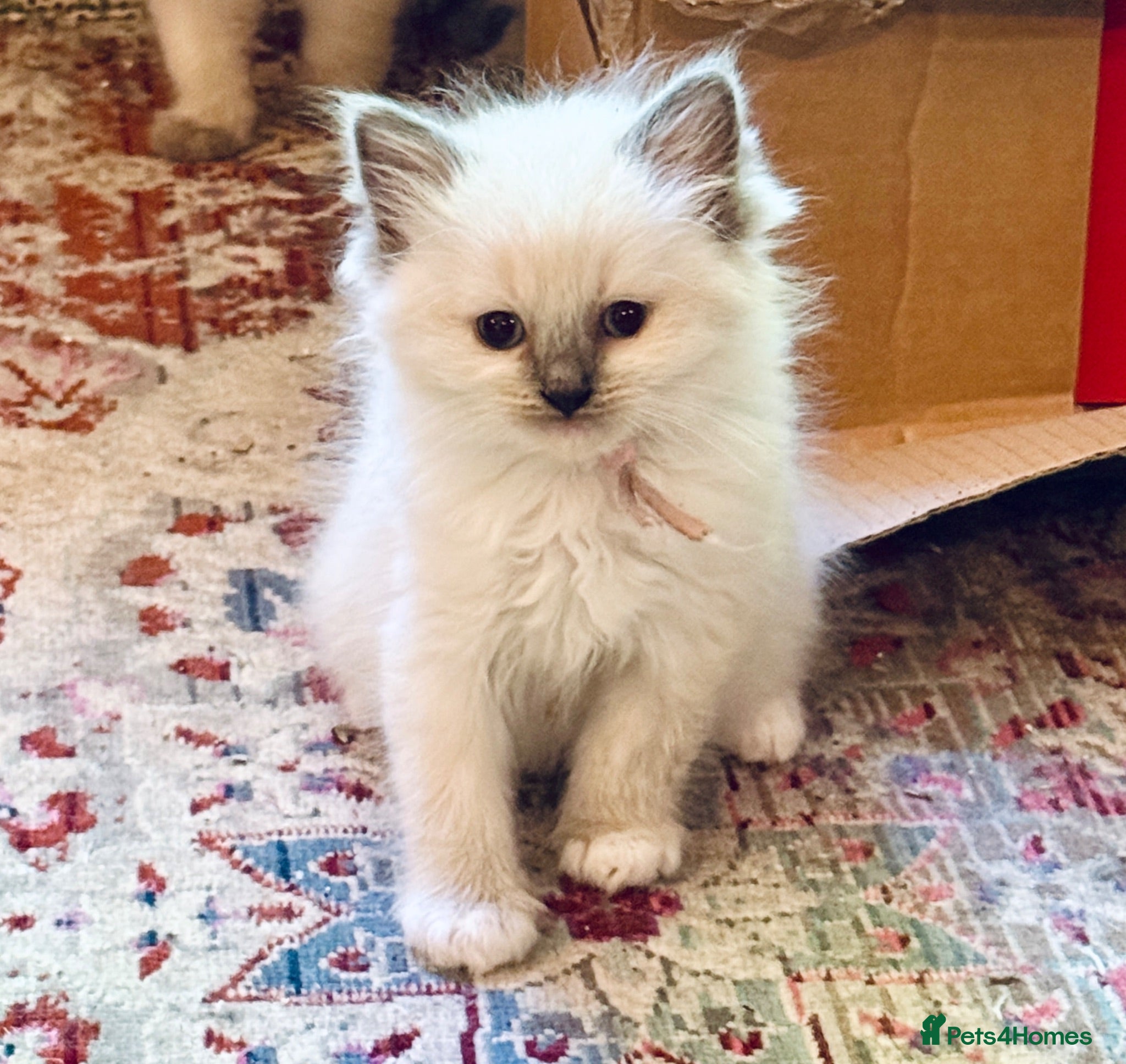 Ragdoll cats READY NOW Blue Point purebred Ragdoll Kittens - Advert 2
