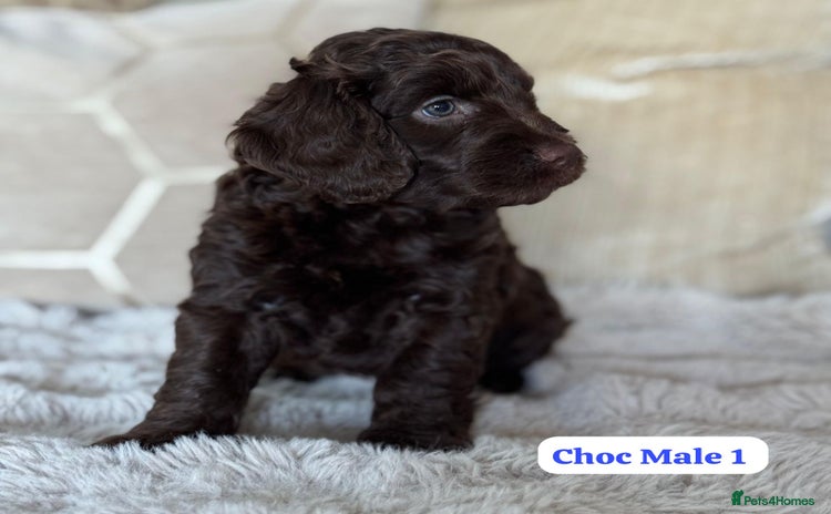 Cockapoo dogs - Advert 15