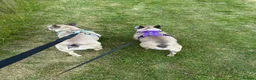 French Bulldog dogs for sale: 2 French bulldogs looking for a new home in Perth - Advert 6