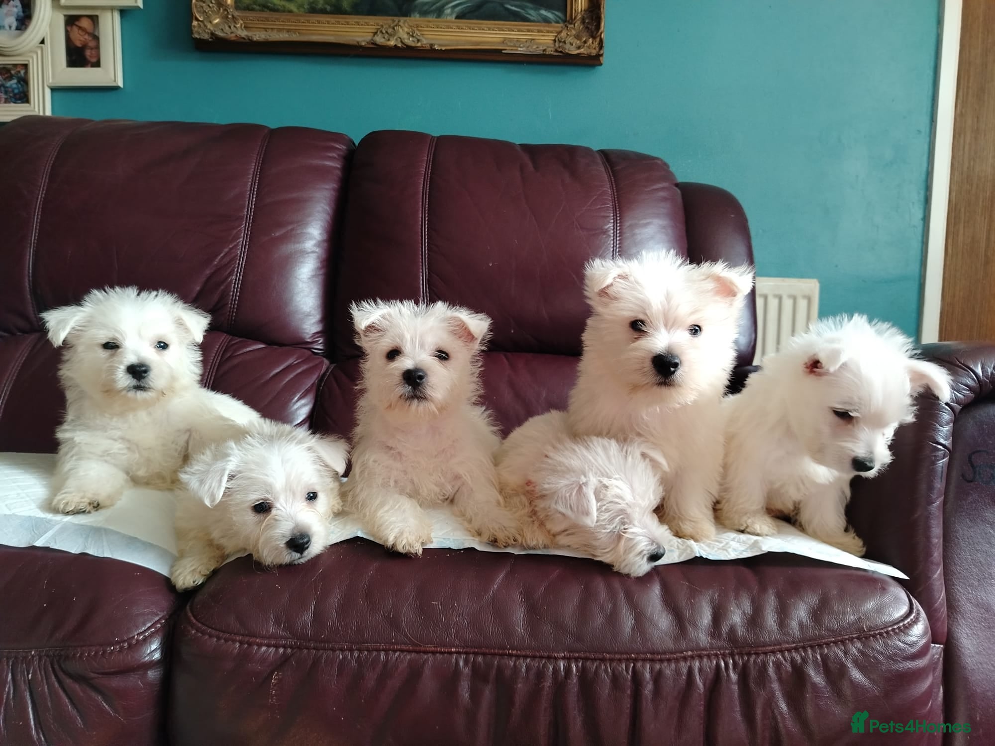 West Highland Terrier dogs for sale: Beautiful West Highland terrier puppies available - Advert 4