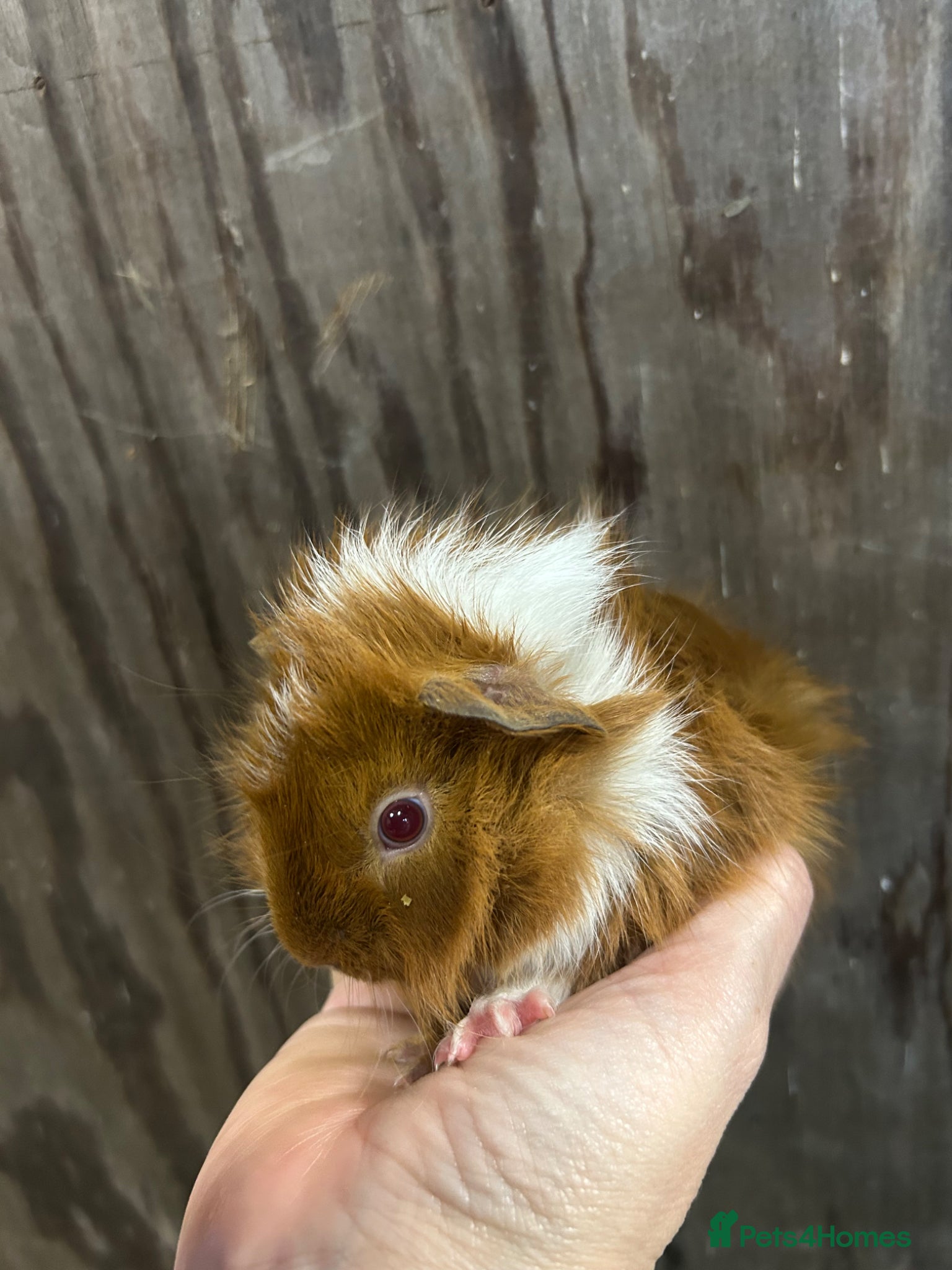 Guinea Pig rodents Baby boar guinea pigs - Advert 1
