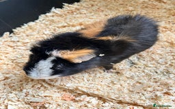 Guinea Pig rodents for sale: Guinea Pig looking for loving home - Image 4