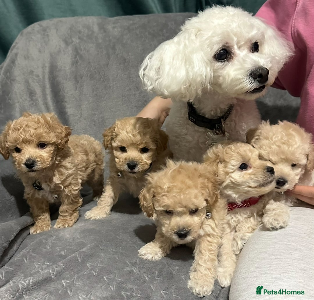 Maltipoo dogs for sale: Gorgeous F1 Toy Maltipoo Puppies  - Advert 4