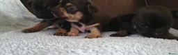 Chihuahua dogs for sale: Beautiful chihuahua puppies  - Advert 8