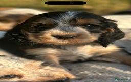 Cocker Spaniel dogs for sale: STUNNING Rizi Bizi sired Cocker puppies DNA Tested - Image 1