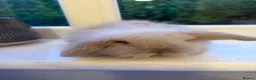 Mini Lion Lop rabbits for sale: Fluffy mini lion lop baby bunny rabbits  - Advert 6