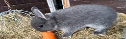 Netherland Dwarf rabbits for sale: Baby Netherland Dwarfs Rabbits  - Advert 2
