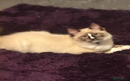 Ragdoll cats for sale: Stunning male ragdoll - Image 4