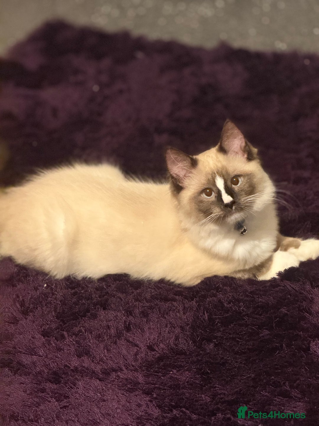 Ragdoll cats for sale: Stunning male ragdoll - Image 4