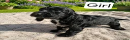 Cocker Spaniel dogs for sale: Beautiful Show Cocker Spaniel Puppies  - Advert 4