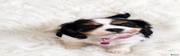Cavalier King Charles Spaniel dogs for sale: Top quality, health tested Cavalier King Charles  - Advert 2