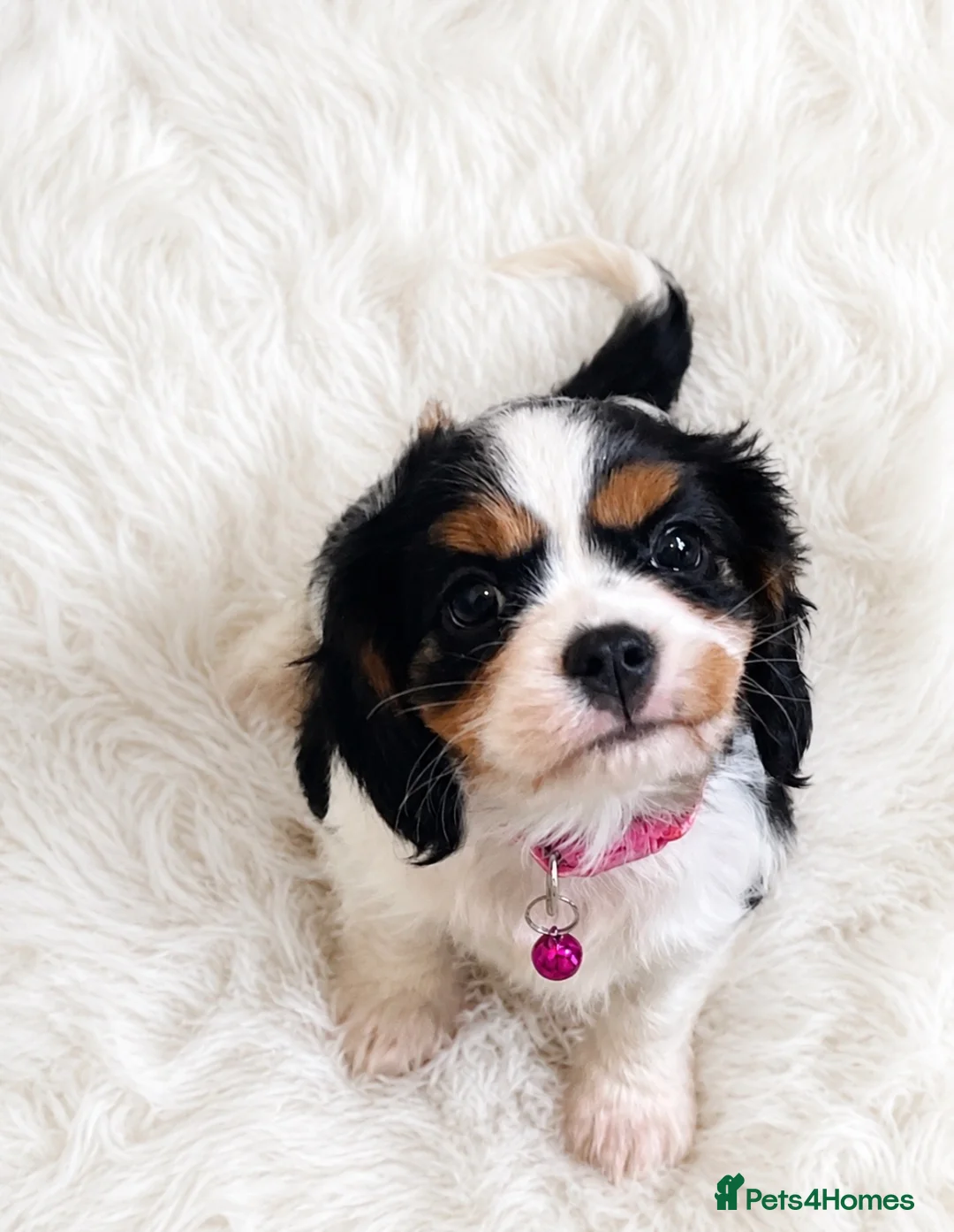 Cavalier King Charles Spaniel dogs for sale: Top quality, health tested Cavalier King Charles  - Advert 2