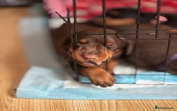 Dobermann dogs for sale: Doberman Puppies For Sale  - Image 18