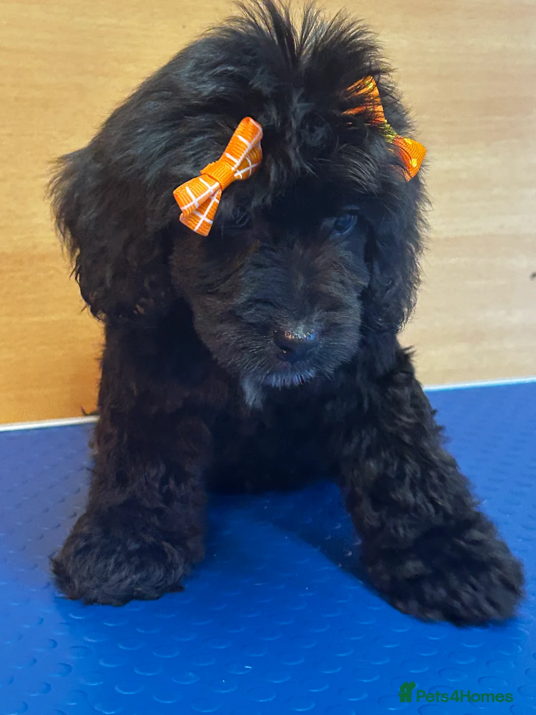 Cockapoo dogs for sale:  Northampton Cockapoos. Adorable F1 puppies - Advert 33