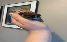 Pygmy Hedgehog rodents for sale: African Pygmy hedgehog for reservation  - Image 2
