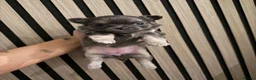 Chihuahua dogs for sale: 3 BEAUTIFUL LONGHAIRED CHIHUAHUA PUPPIES  in Morecambe - Advert 5