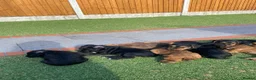 Patterdale Terrier dogs for sale: Pattadale terrier pups in Liverpool - Advert 4